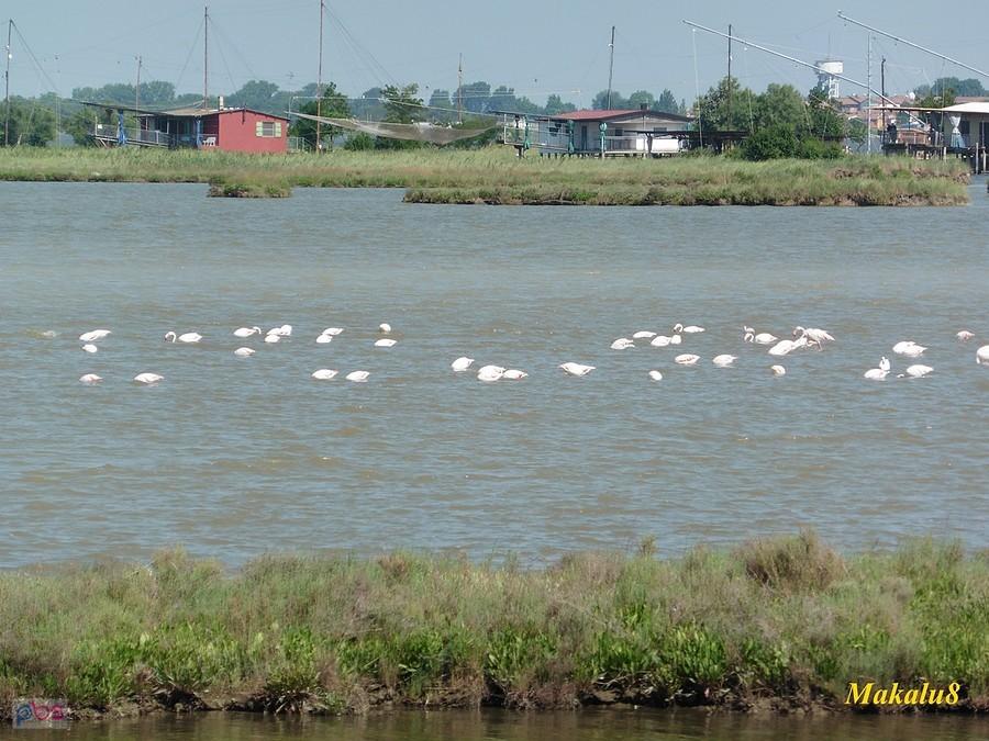 Okolice Comacchio_flamingi