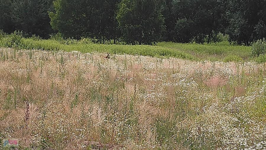 Sarna z młodym na Korbońskiego