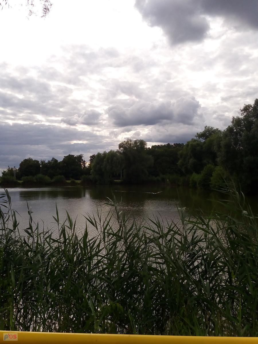 Staw w Zielonkach