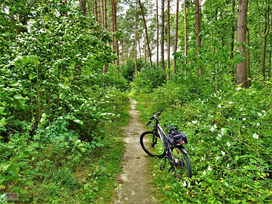 Wycieczka rowerowa - Tczew i jego okolice. Dzisiaj pochmurno, wietrznie i deszczowo.