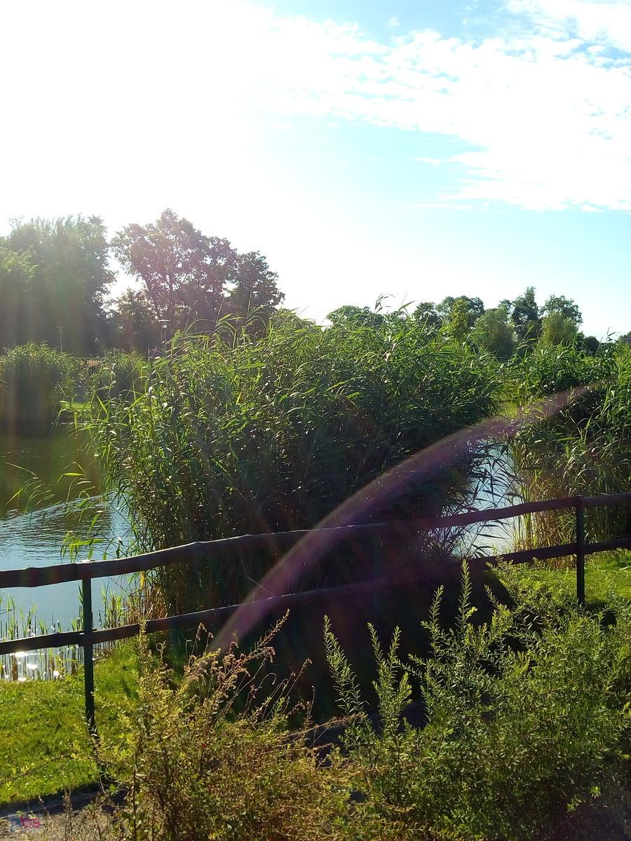 Staw w Borzęcinie