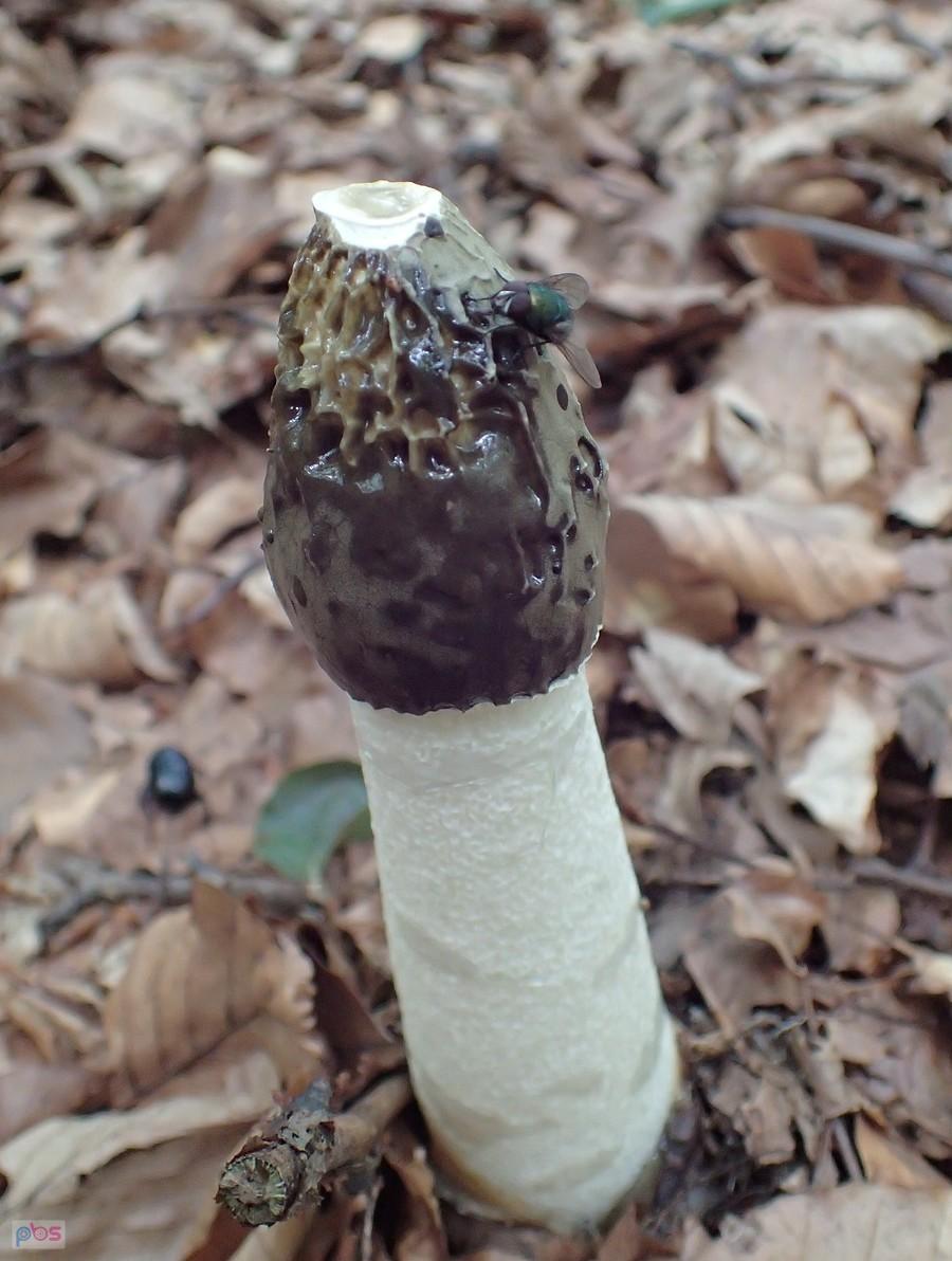 Sromotnik bezwstydny