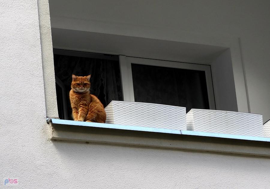 Kotek na balkonie na pierwszym piętrze.