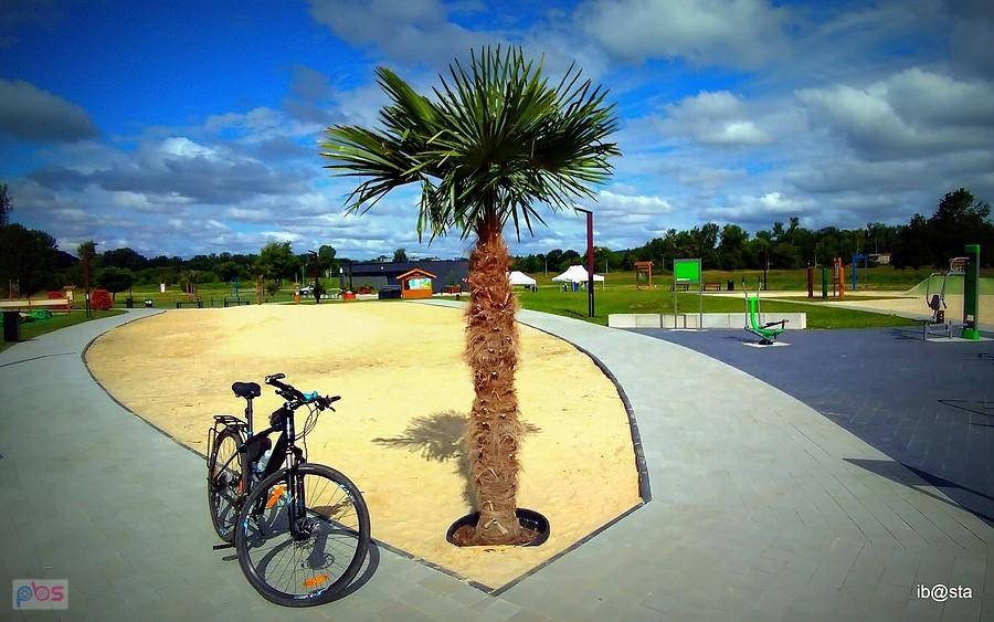 pod będzińskimi palmami ;)