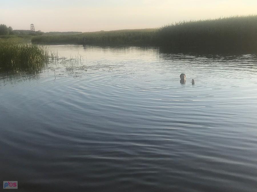 kąpiel w Biebrzy