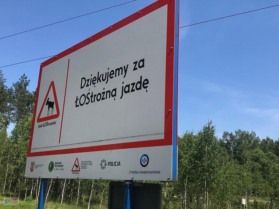 łosi nie było