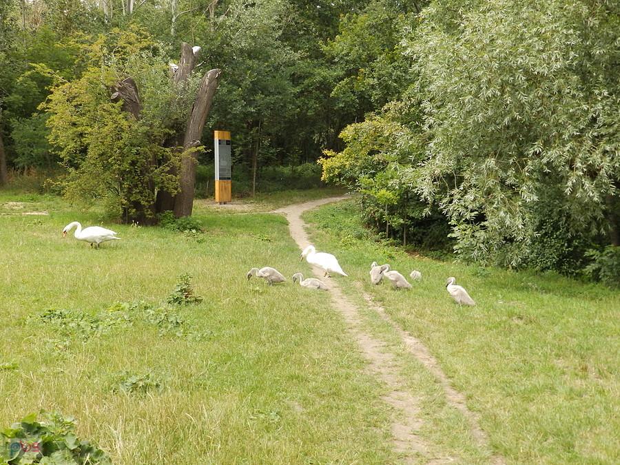 Łabędzie