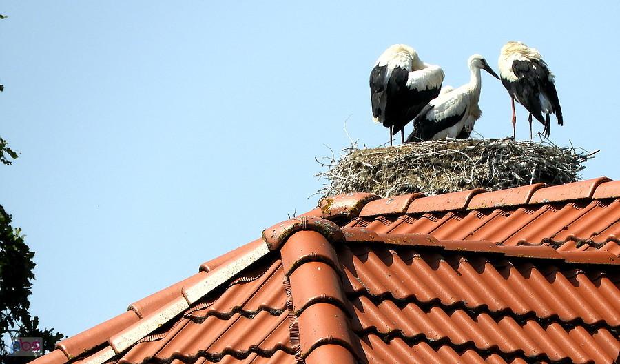 Mój ulubiony temat zdjęć - tu bociany z Dobrej.