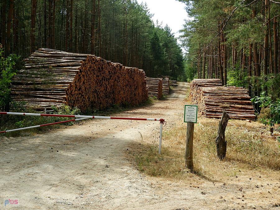 Wycinka drzew po stronie niemieckiej.