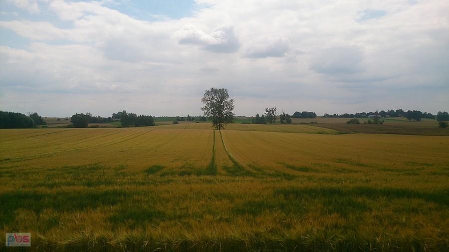 Pola koło Horodła