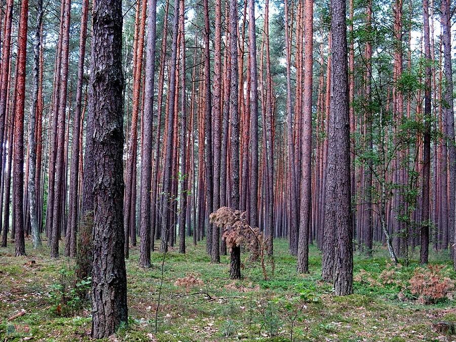 W Parku Krajobrazowym