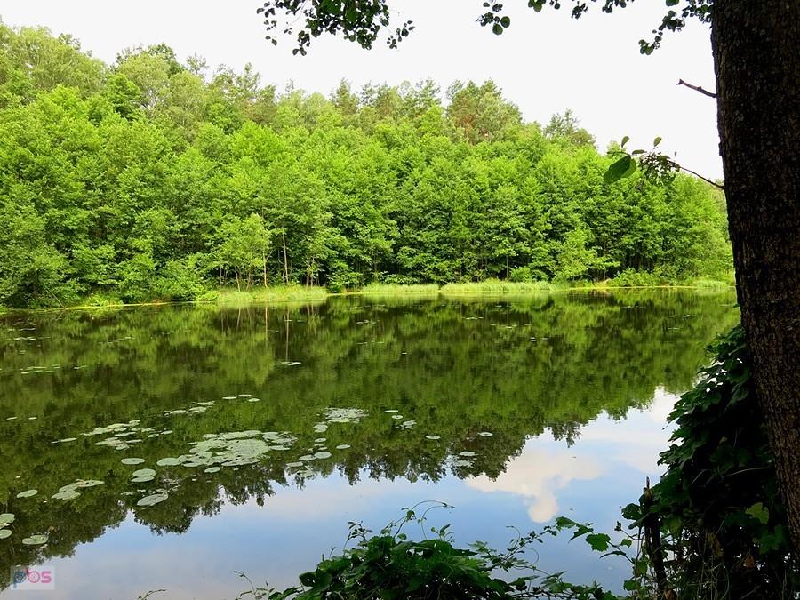 Nad stawem, w środku lasu