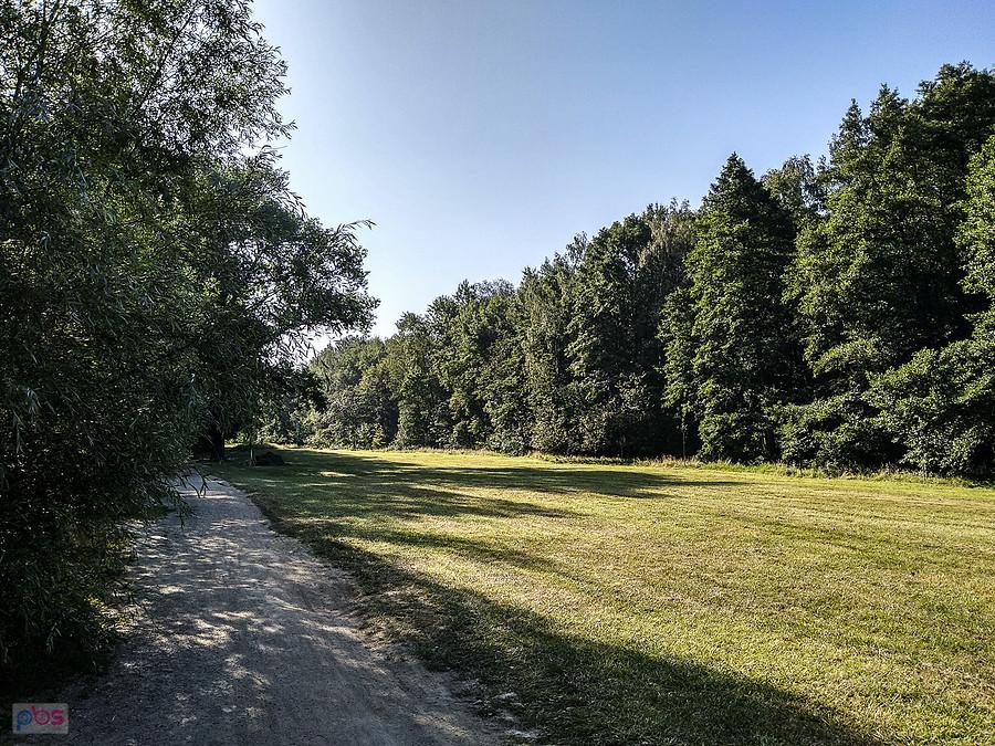 W lasku Makoszowskim o poranku