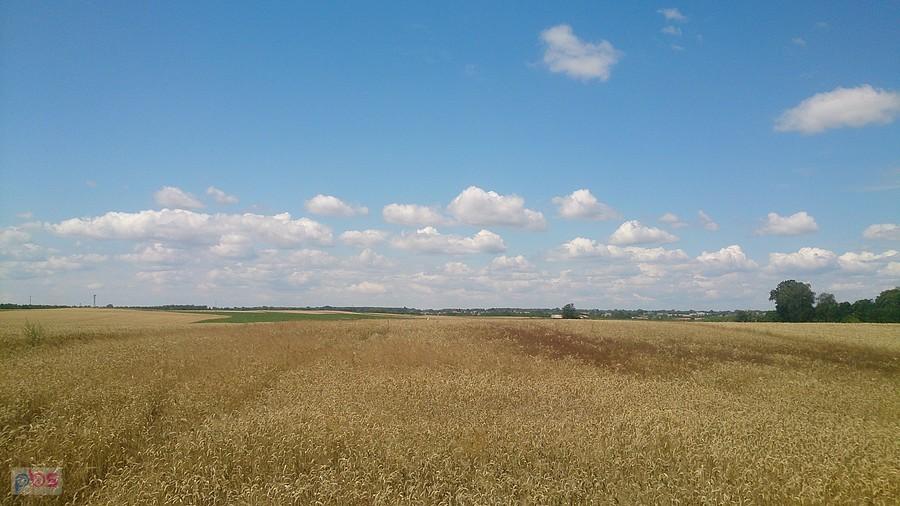 Pola koło Ożarowa
