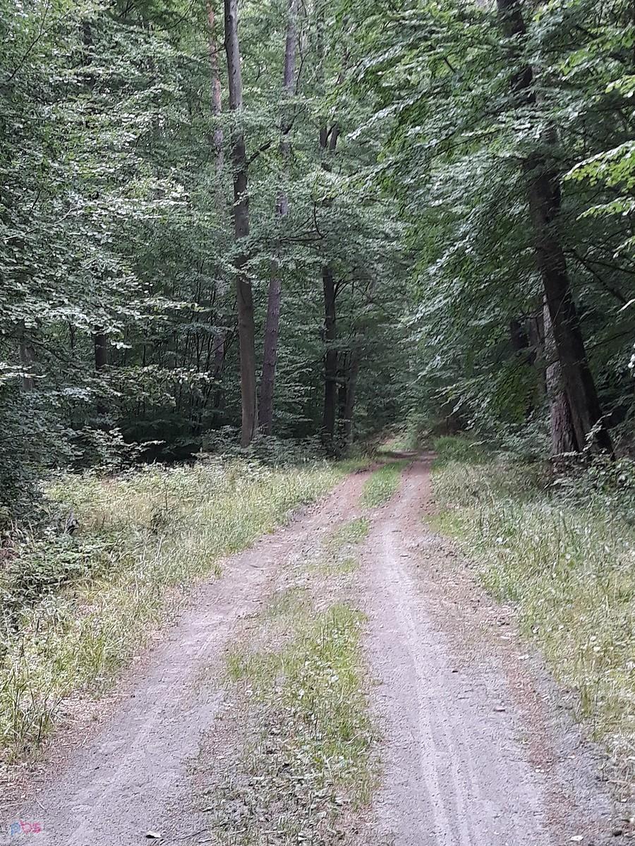 Trening w lesie