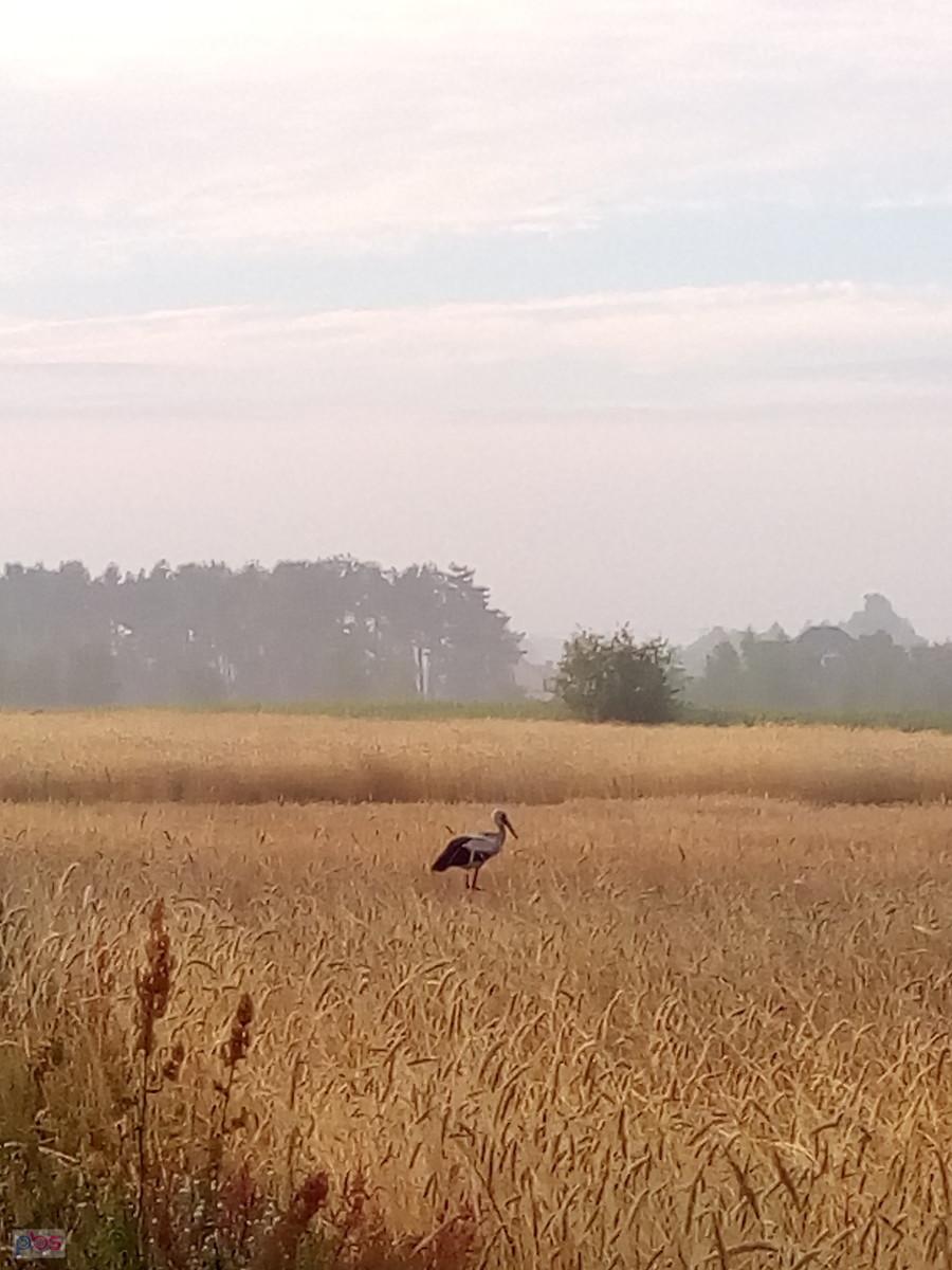 Bocian w zbożu
