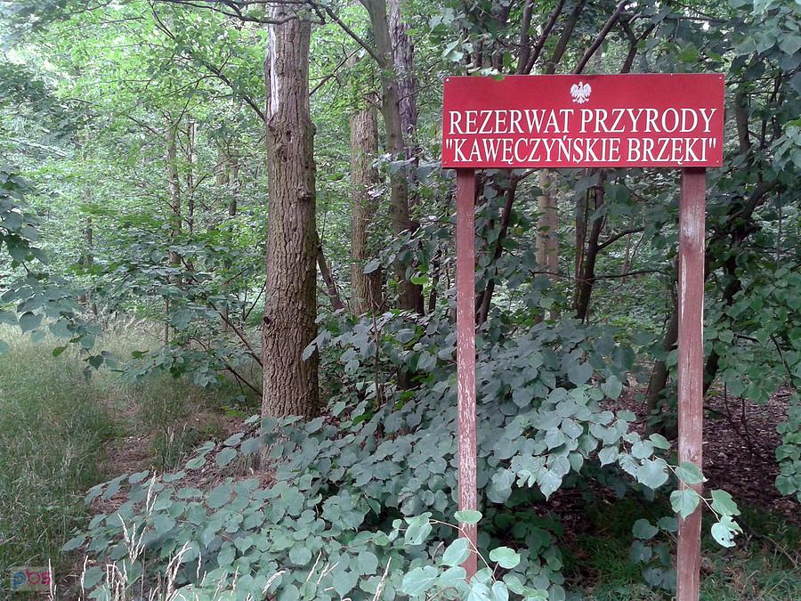 Rezerwat Kawęczyńskie Brzęki