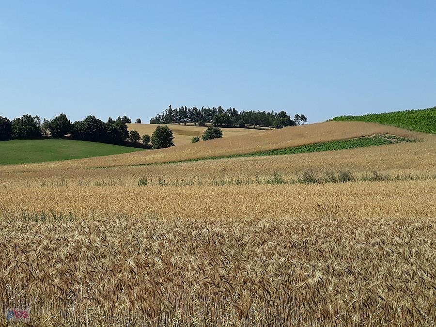 Kaszubskie pola