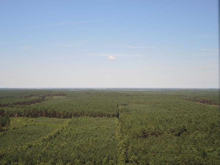 Widok na Puszczę Notecką