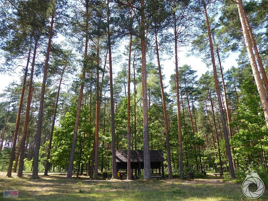 kolejna wiata pośród drzew