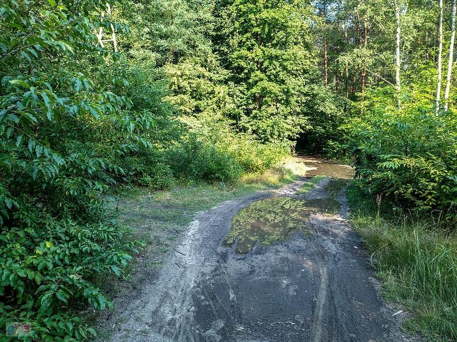 Jakby trochę wilgotnie na ścieżkach w lesie