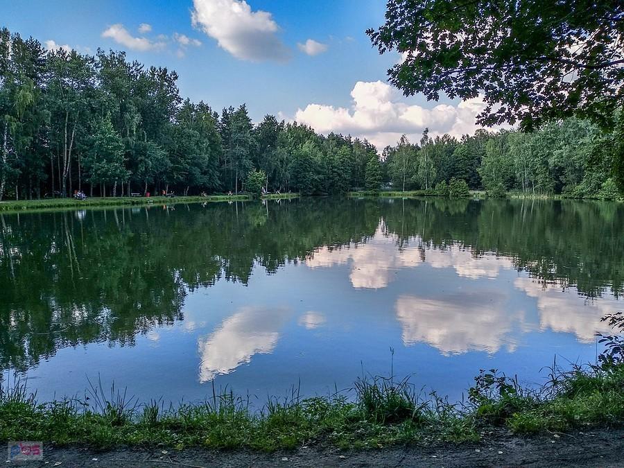 Jeden ze stawów w lasach Rudzkich
