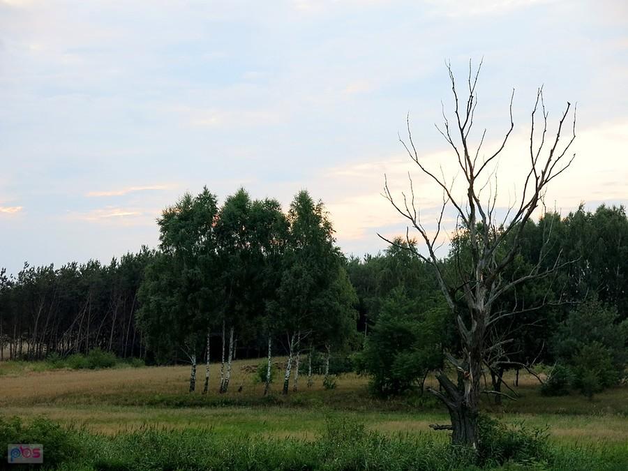 Za drzewami