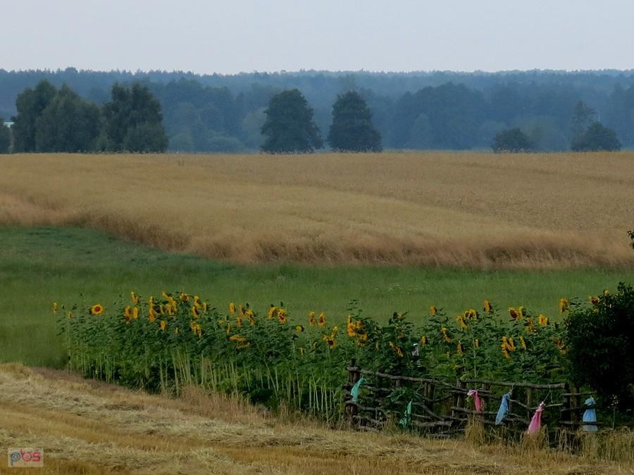 Ferma słonecznikowa