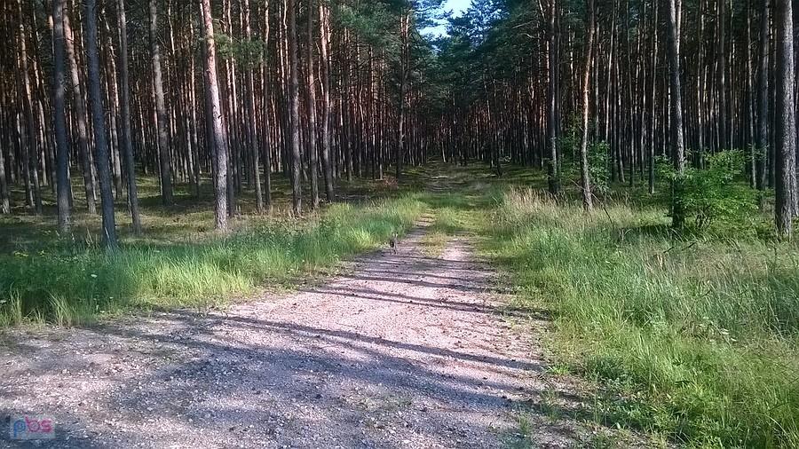 Spłoszyłem go i uciekł