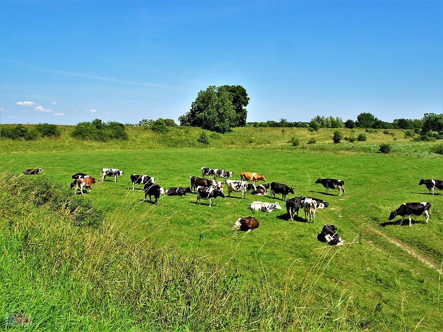 Wycieczka rowerowa do Białej Góry - na trasie.