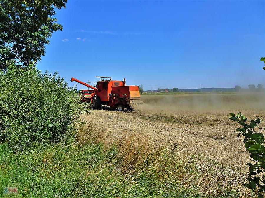 Wycieczka rowerowa do Białej Góry. Wracamy do domu. Zbiory rzepaku idą cała parą...