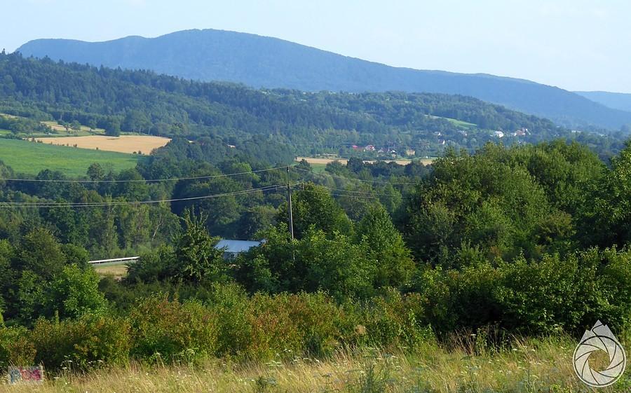Cergowa mocno zielona