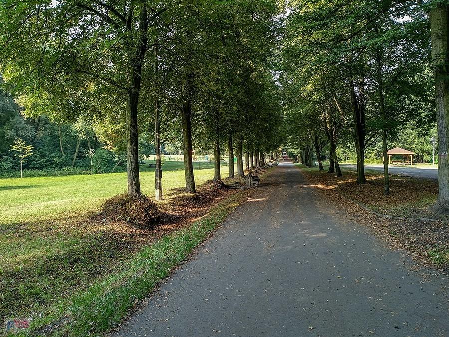 W lasku Makoszowskim