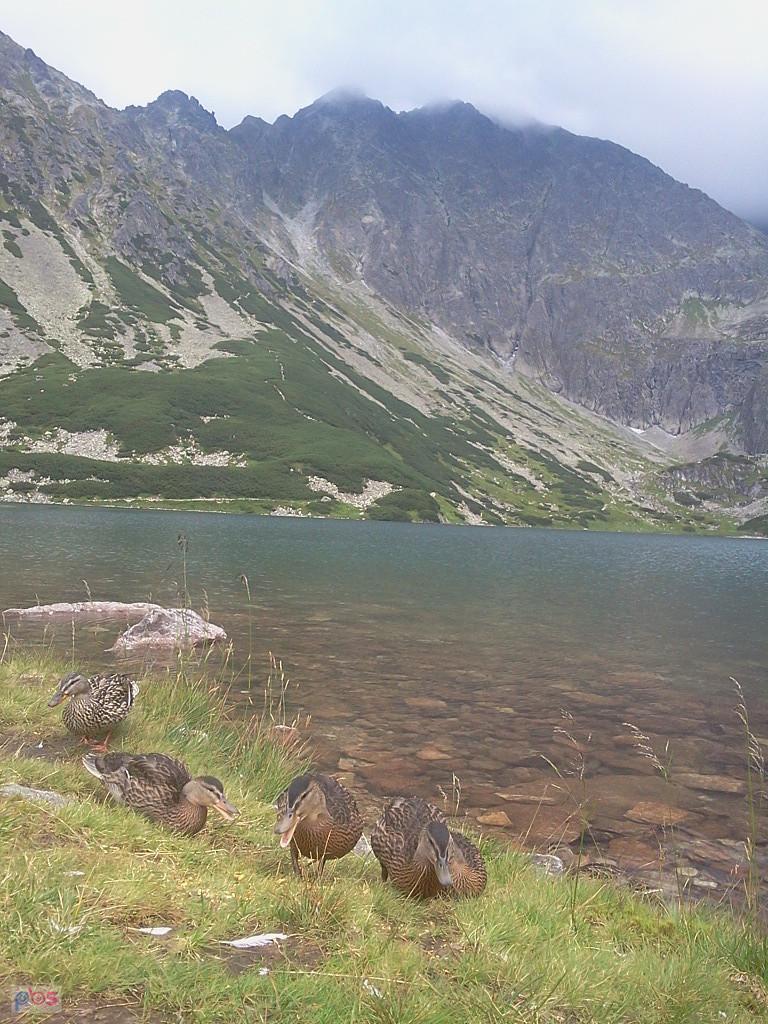 Granaty i kaczki nad Czarnym Stawem