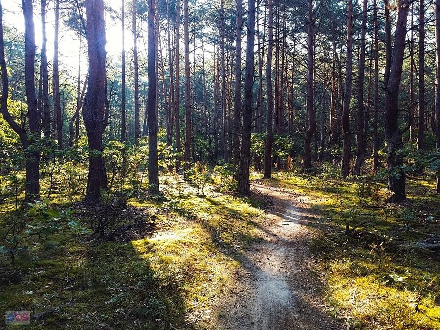Kampinos