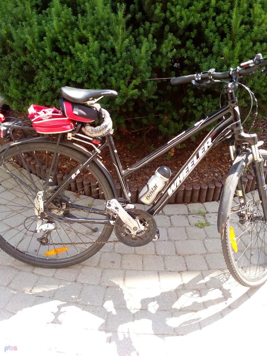 Czarnula na parkingu