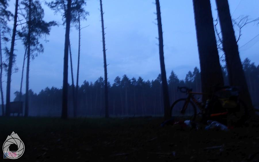poranek przy wyrębie