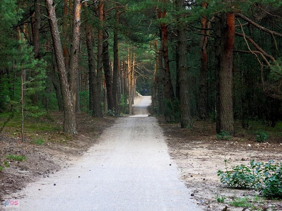 W lesie na wysokości Teofilowa