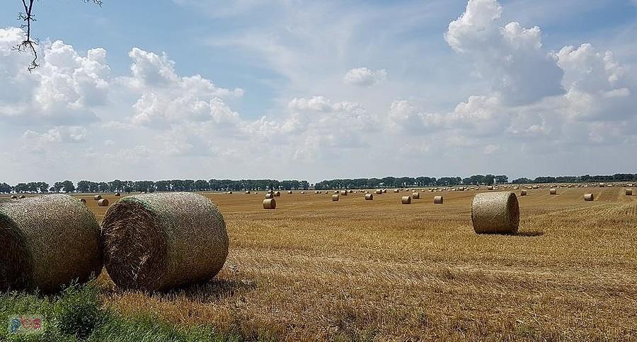 Po żniwach w okolicy Reńska
