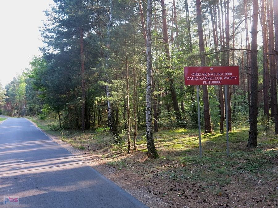 W lesie k. Warty Darek znalazł kanie
