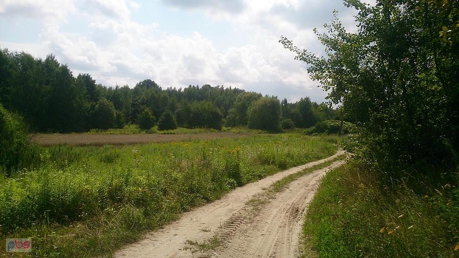 Droga polna w okolicach Wąwolnicy