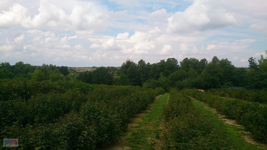 Plantacja malin w Czerniejowie