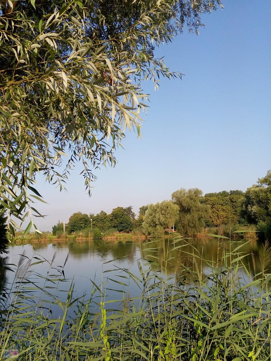 Staw w Zielonkach