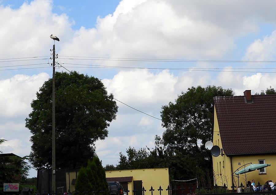 Barnisław - jeden bocian na słupie a drugi na dachu, chociaż mało widoczny.