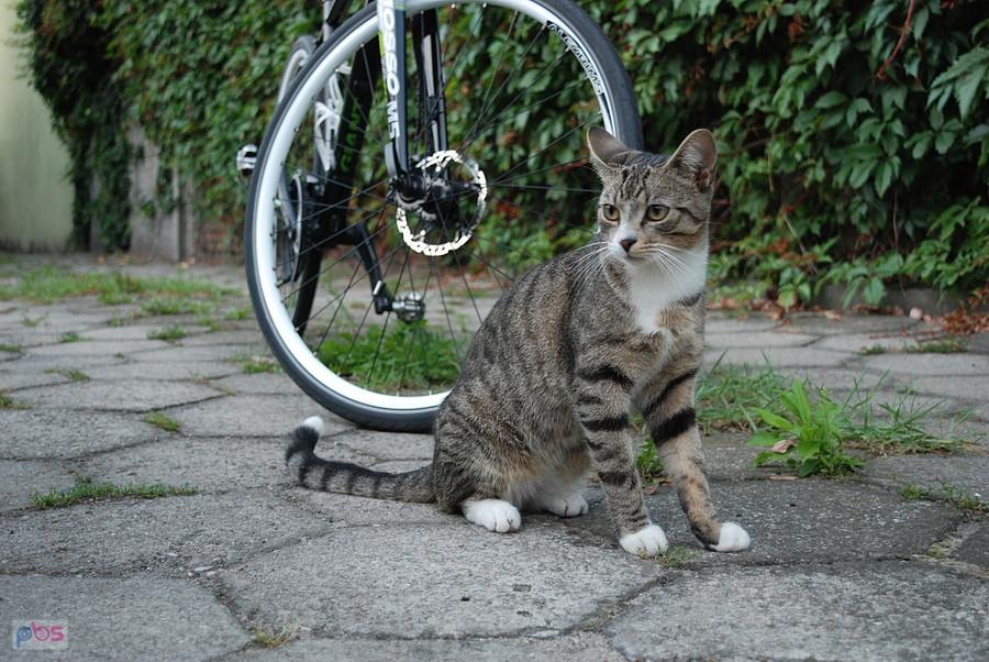 Kot wtargnął na sesje roweru :)