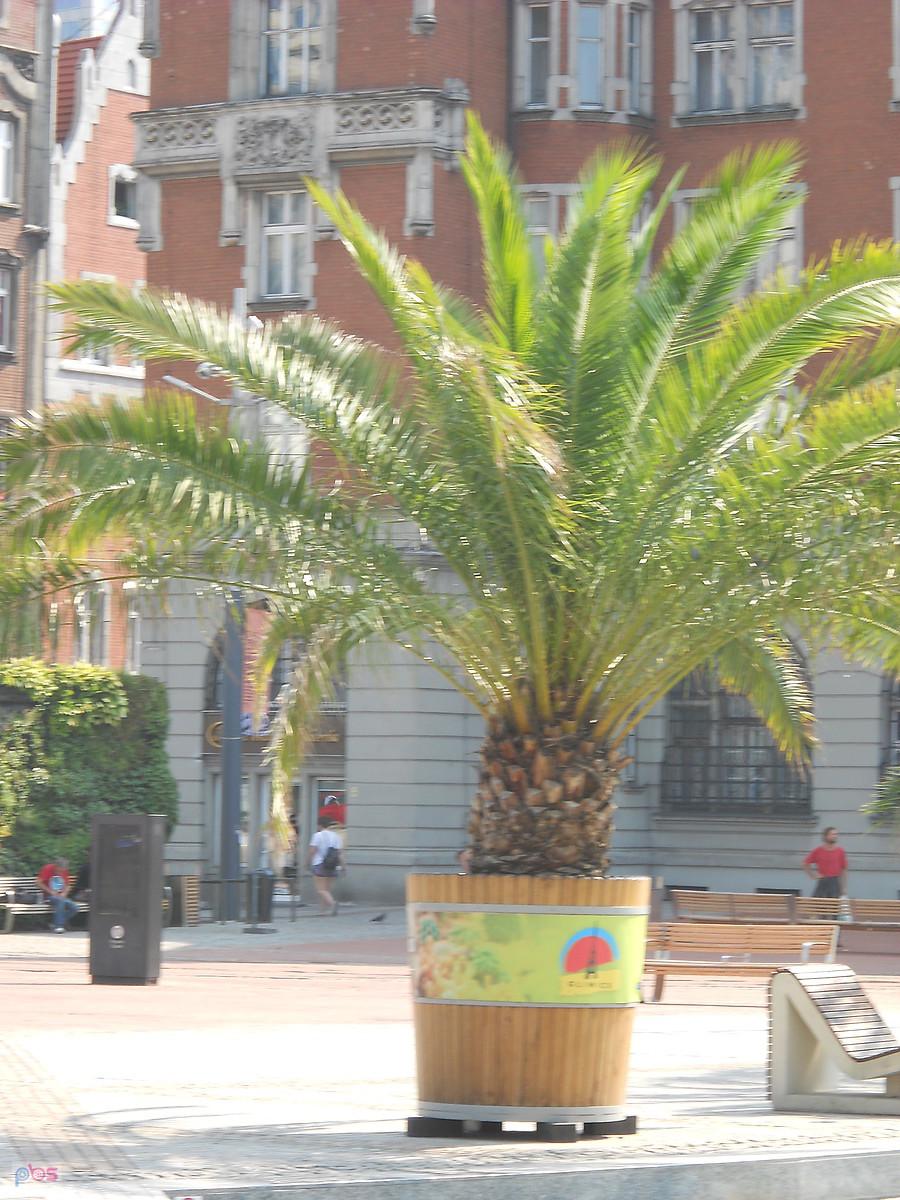 palmy