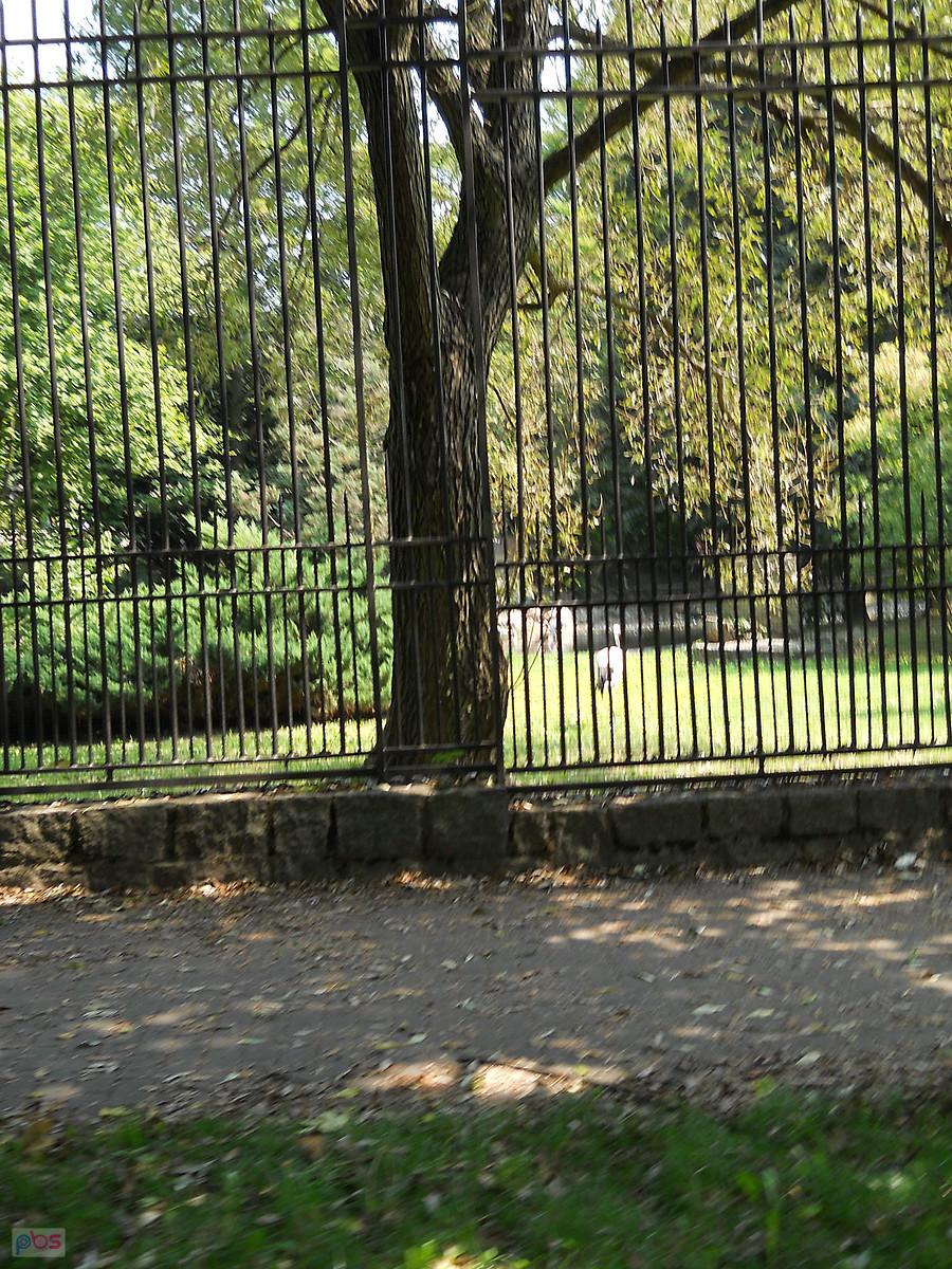 jakaś gadzina w ZOO