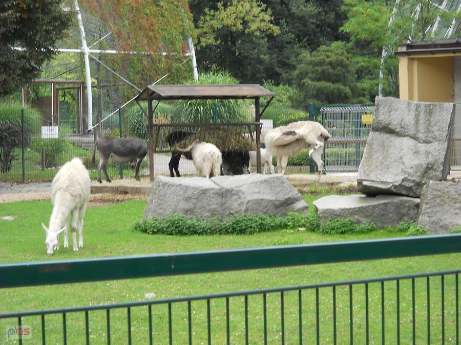 zaś jakieś zwierzę z ZOO