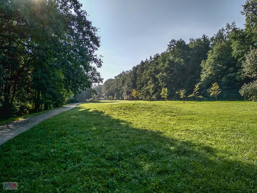 W lasku Makoszowskim