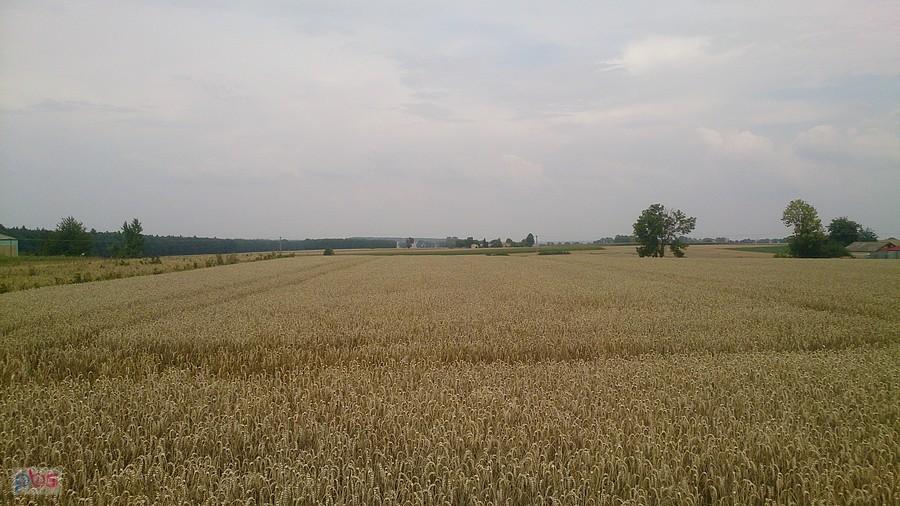 Nieskoszone zboże koło Bychawy
